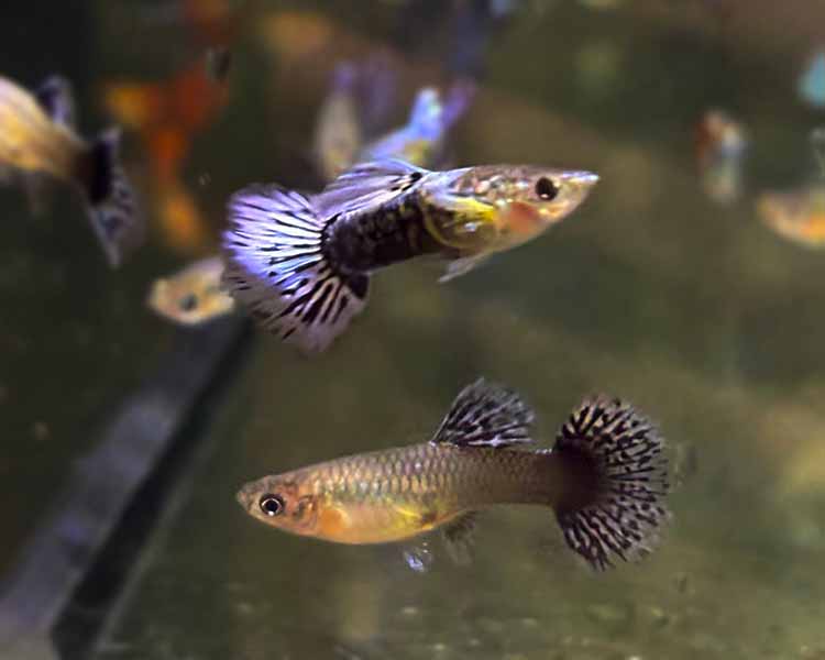 Blue Metal Guppy Pairs ~ 2.5-3cm